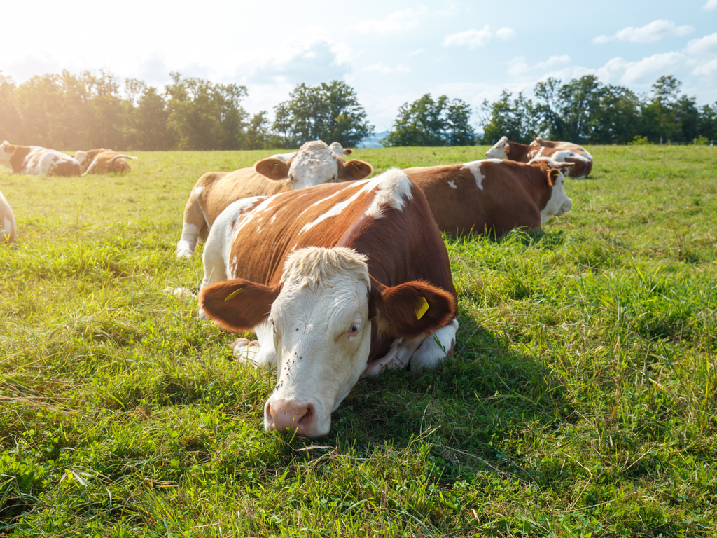 Farm Food Health feature image