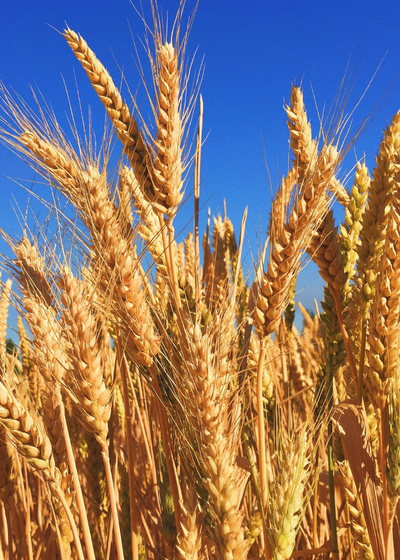 Farm Food Health feature image